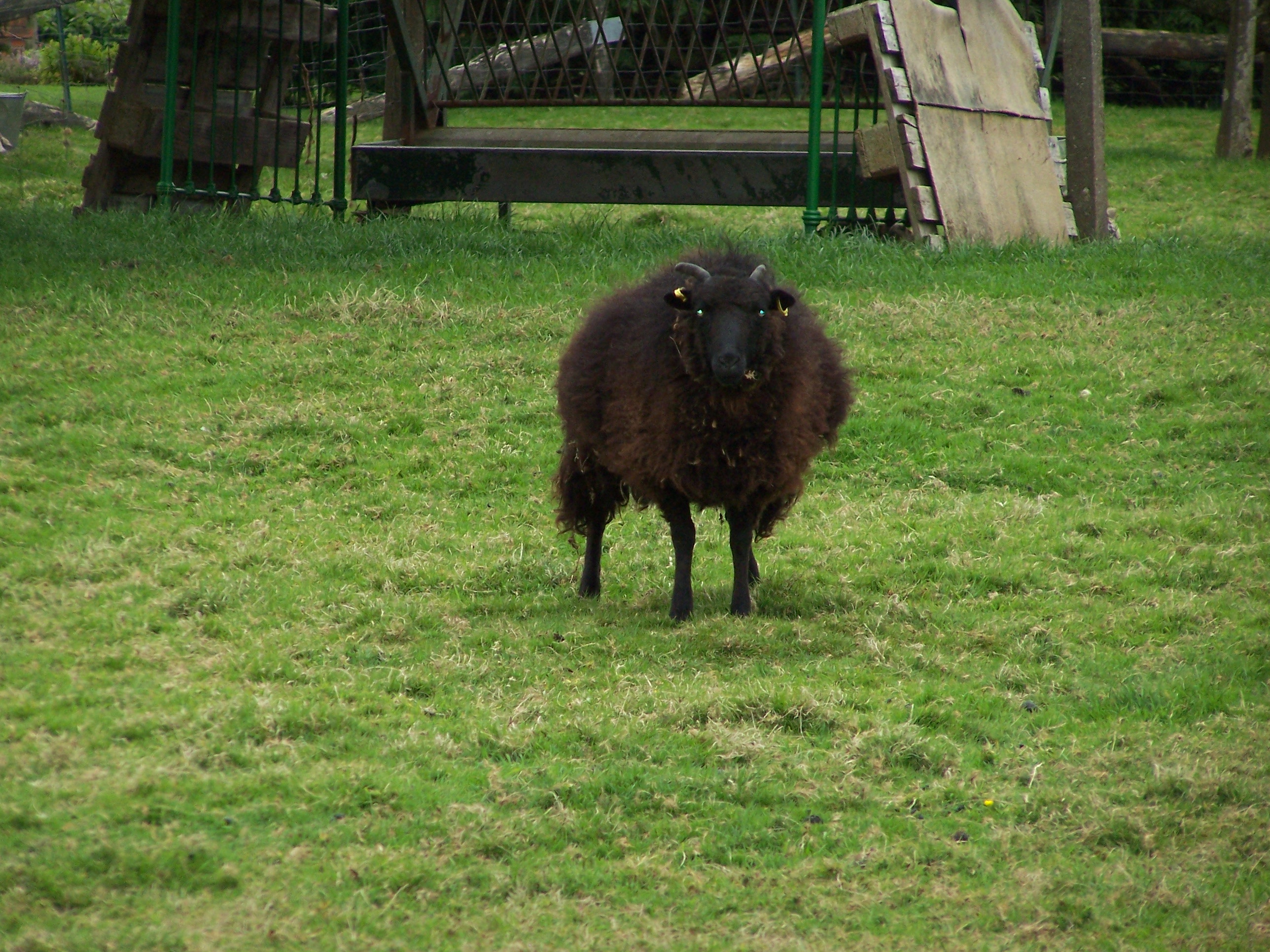 mouton ki fé peur